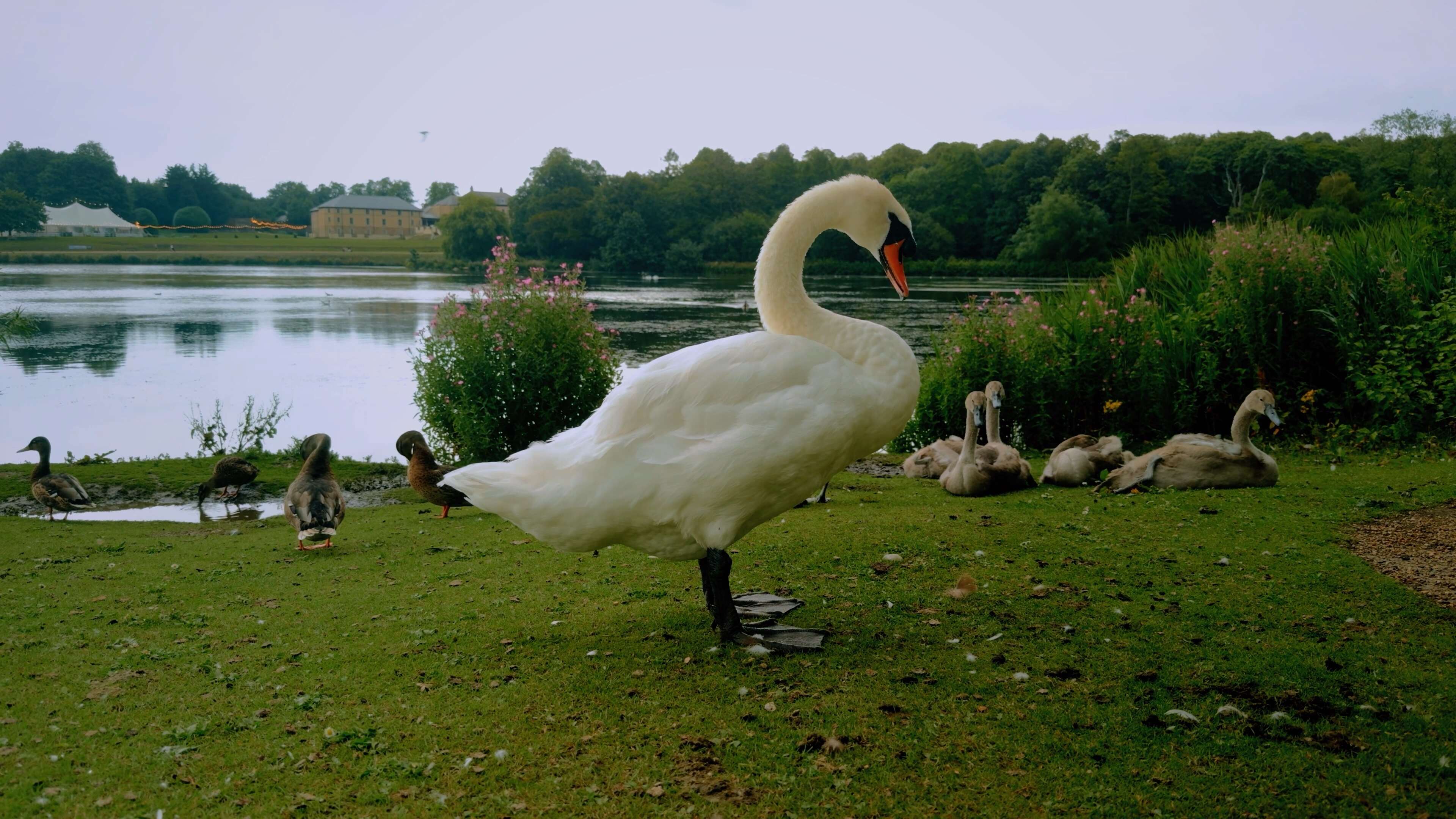 A white swan stood upright with a large estate and lake in the backdrop