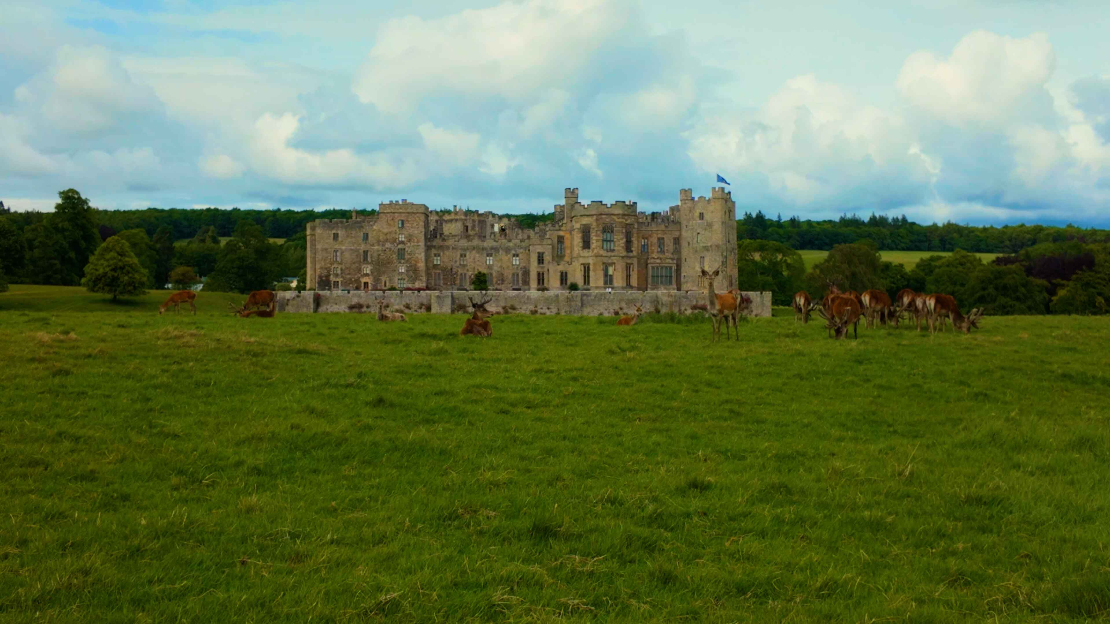 A group of Red Fallow deer grazing in front of a large, opulent castle