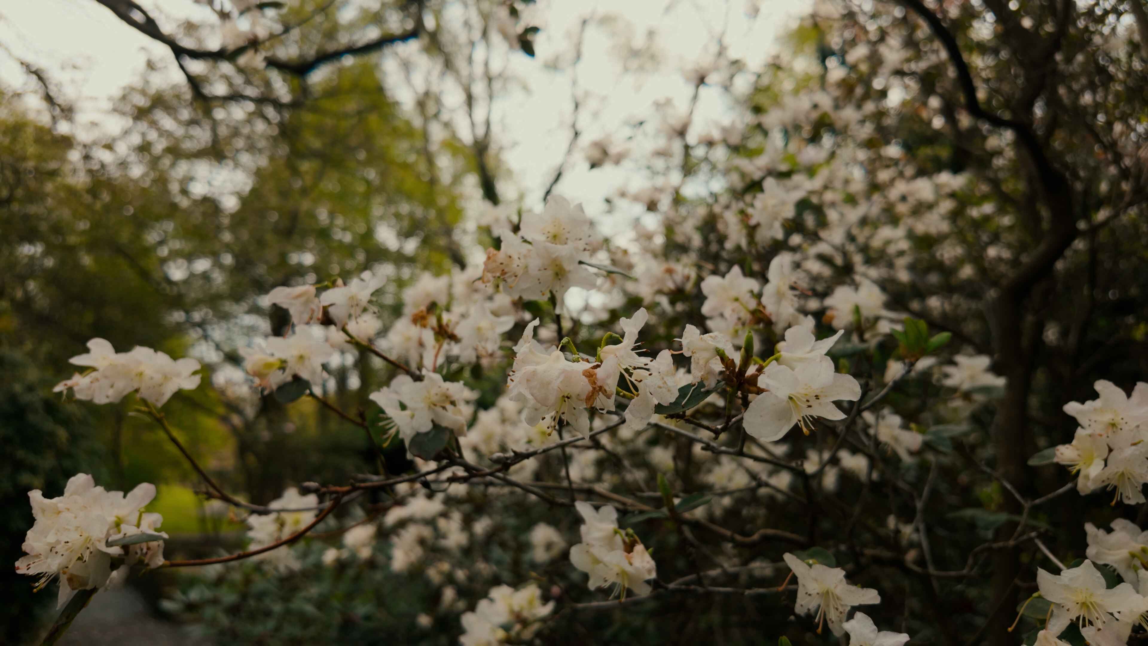 A series of white flowers blooms on a slender tree branch against a blurred background of green leaves