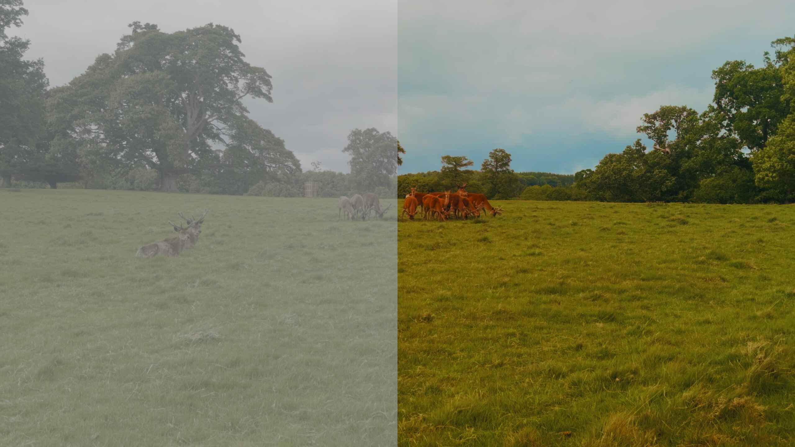 A before-after of a herd of deer grazing in a field being color-graded