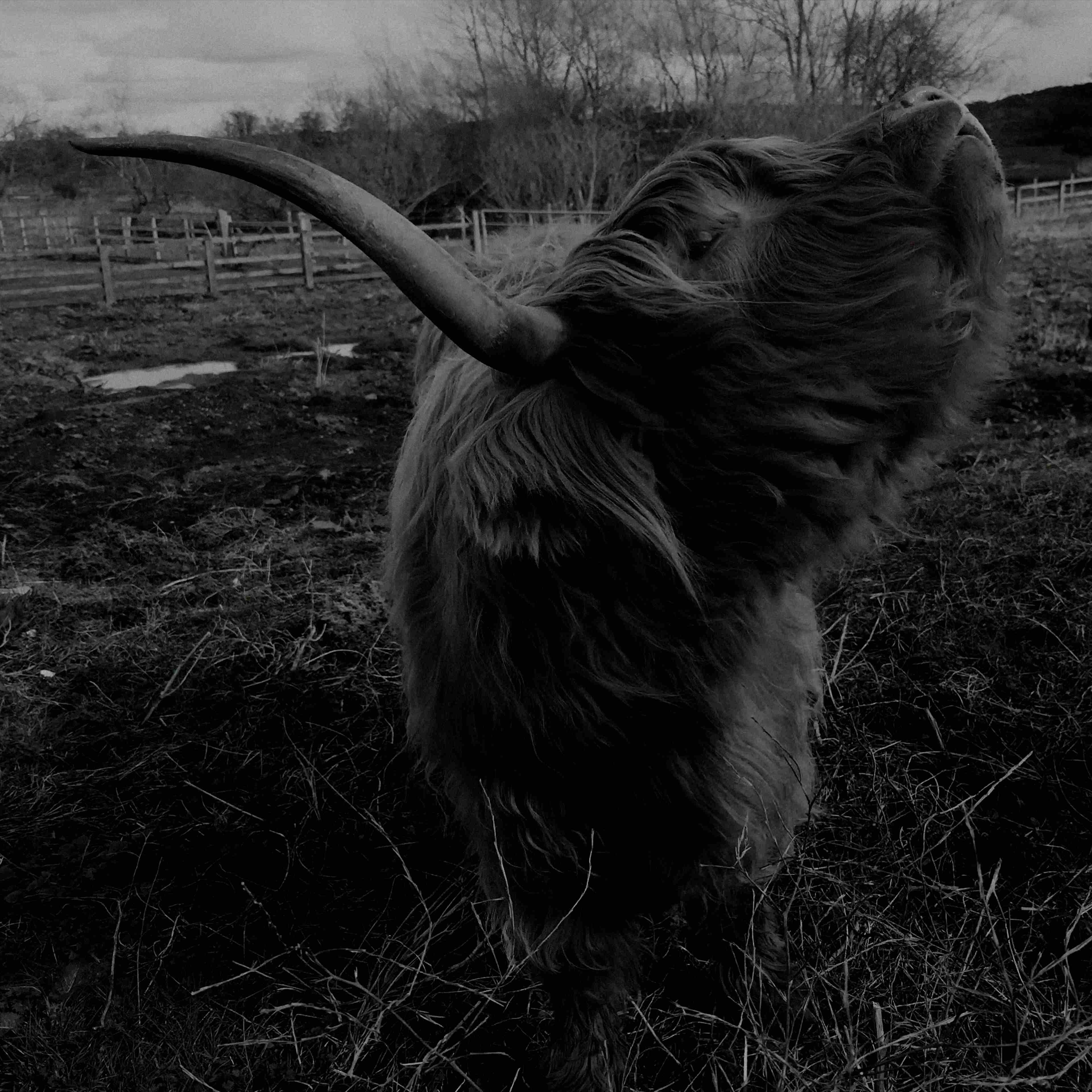 A bull rearing its head upwards