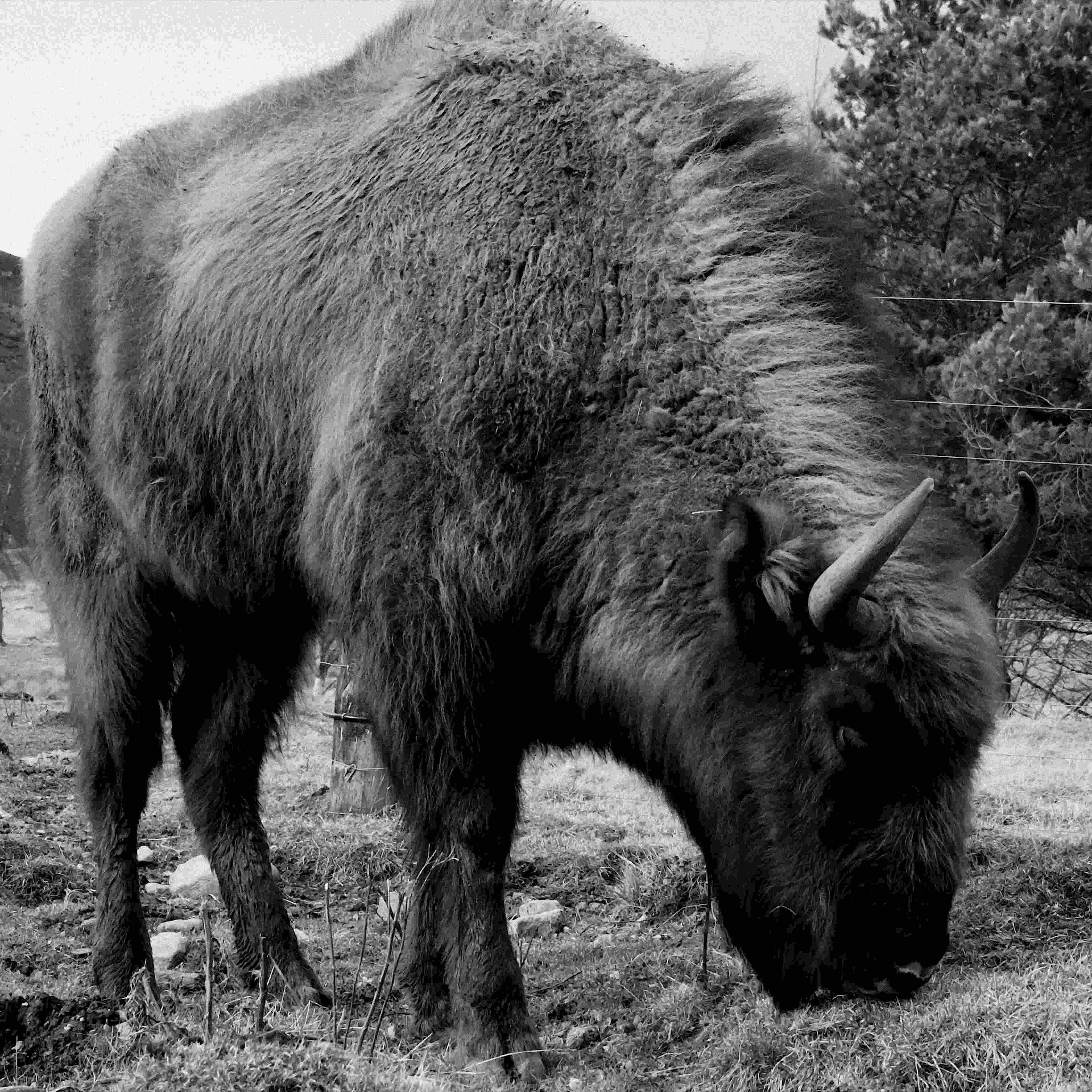 A European bison grazing
