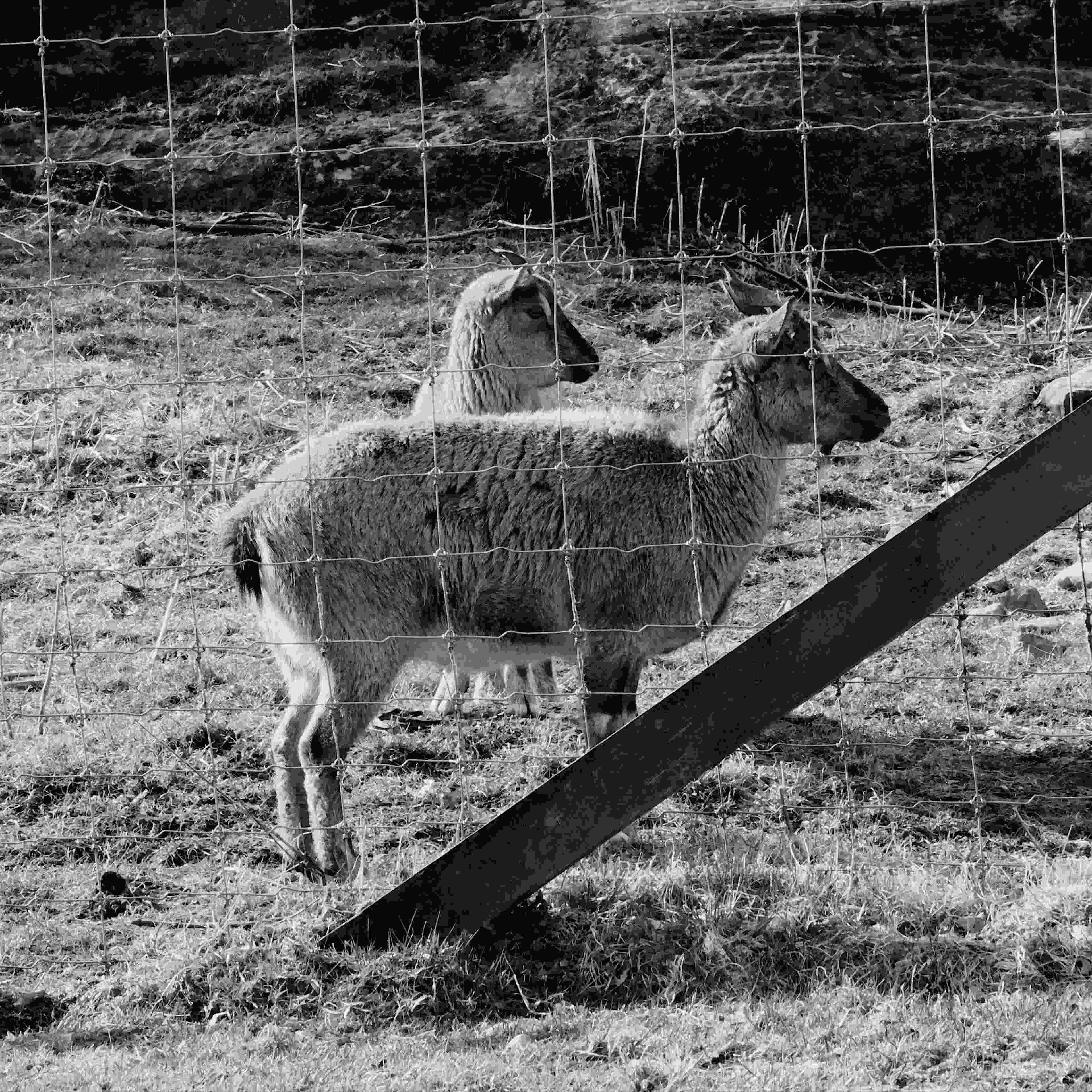 Two Turkhamanian goats looking to the right