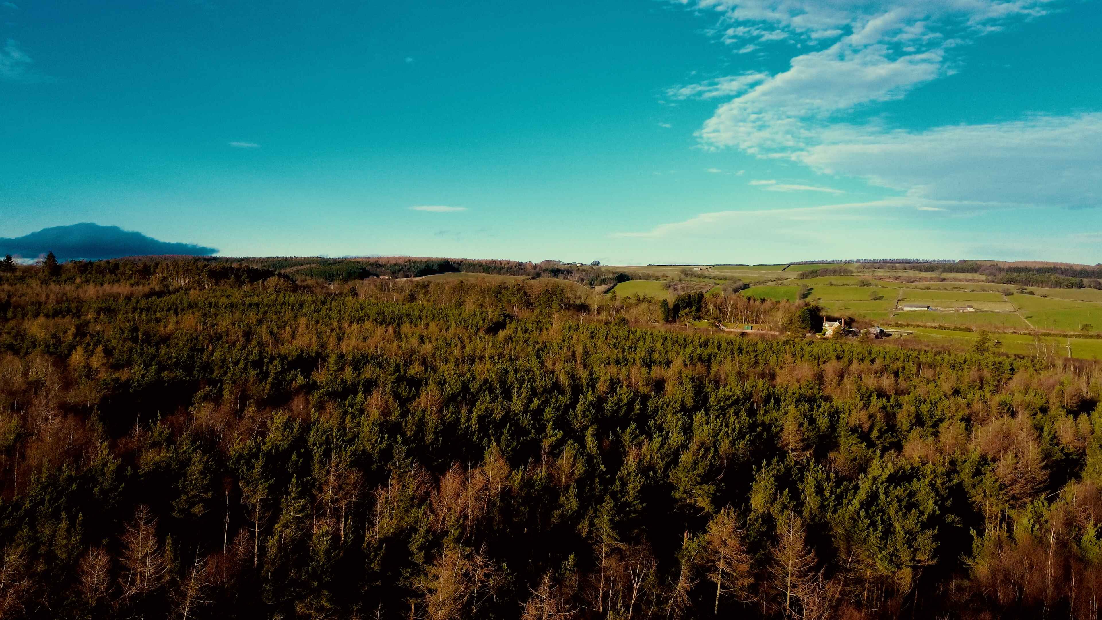 A stretch of woodland reaching far into the distance under a blue sky